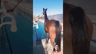 घोड़ा चला नहाने 🎠🥳 |Horse go take a bath 🛀 👌#shorts #horse #animals