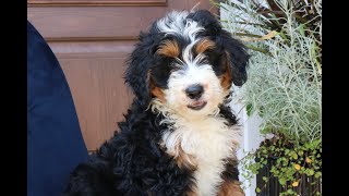 Mini Bernedoodle Puppies for Sale