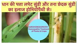 AGROHOMOEOPATHY TREATMENT for RICE LEAF FOLDER & RICE STEM BORER#पत्ता_लपेट_सुंडी#तना_छेदक_सुंडी