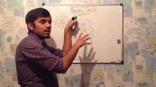 GLIAL CELL- ASTROCYTES   [ neuroanatomy part-2 ]