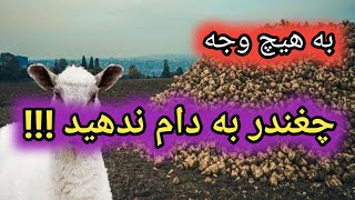 چغندر علوفه ای یا چغندر قند برای دام و طیور بزرگترین اشتباه مالی است