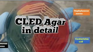 CLED Agar in detail with their composition.