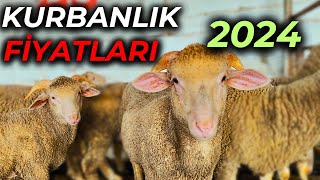 KURBANLIK KUZU FİYATLARI | KUZU BU PAZARDAN ALINIR