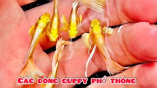 Cập Nhật các dòng Guppy 16/6/2024 tại Đức Đỗ Guppy | Chia sẻ kinh nghiệm nuôi cá cảnh