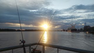 pesca variada de otoño en un video.