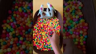 chocolate🍫Video ASMR GERMS😋👌♥️ Tasty Chocolate🍫😋  #ytshorts #youtubeshorts #shorts #viral #asmr #1k