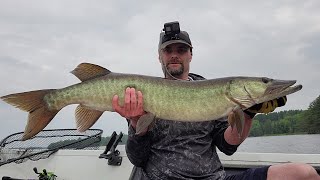 41" & 32" Muskies - June