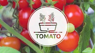 How To Plant TOMATO in an innovative LATINA WINDOW BOX pot by Santino