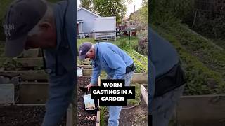 Using worm castings to start my garden bed #worms #wormfarm #gardening #vermicompost #organicgarden