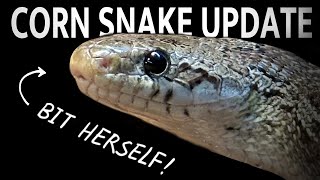 Target Training Fails & A Vet Visit -  A Somewhat Chaotic Corn Snake Update