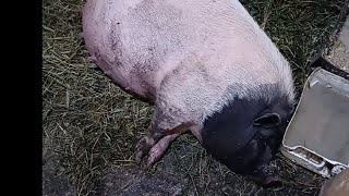 В'єтнамські свинки - готуємось до опоросу 🐷😊 06.06.2024