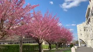 Printemps en France ( ma petit ville )