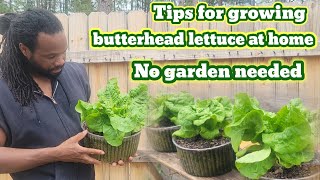 Tips how to grow  butterhead lettuce at home  Step-by-step -  No garden needed