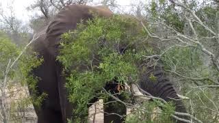 Thorny Breakfast, Kruger NP 2019