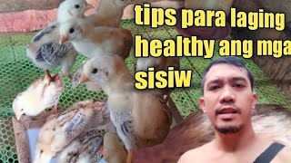 1 WEEK NA SILA | TIPS PARA LAGING HEALTHY ANG MGA SISIW