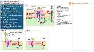 344 Protein Insertion into the ER Membrane