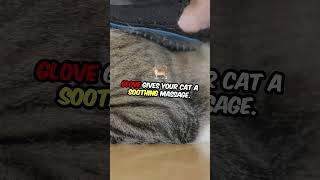 Must Try Cat Hacks for Happy Kitties! #trendingshorts #viralvideo #viralshorts #catlovers