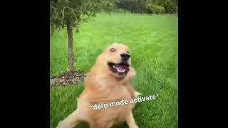 Dog activates derp mode