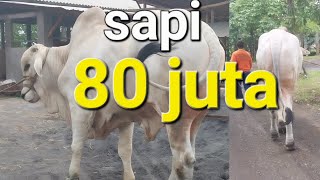 SAPI PO SAPI VIRAL 80 JT😄