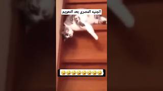 الجنيه المصرى بعد التعويم 🤣🤣🤣