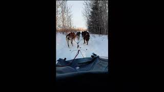 Dog Sledding