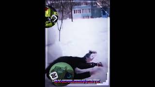 GOAT KV-44 vs Gs_Shorts! ( Лепка 29 )#alightmotion#edit#эдит#рекомендации#хочуврек