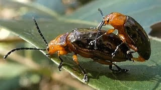 AwA Pittosporum Beetles mating (Lamprolina)