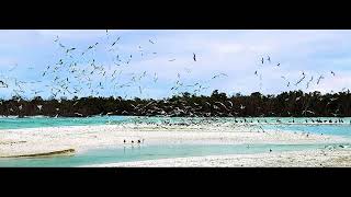 Big Hickory Island, Bonita Springs, Florida - Gulf of Mexico views - Nature photography with birds