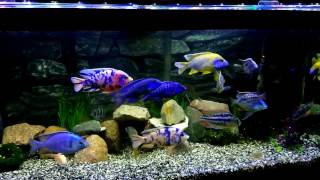 Colorful African Cichlids Tank Update