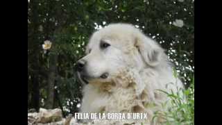 CHIEN DE MONTAGNE DES PYRÉNÉES - LA BORDA D'URTX