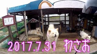 2017.7.31　秋田犬”わさお”元気に吠える　映画わさお主人公