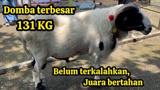 BELUM ADA YANG NANDINGIN BOBOT MEMET, FULL PENIMBANGAN SEMUA PESERTA RAJA PEDAGING, KONTES TERNAK