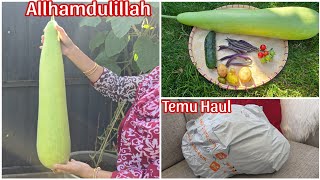 গাছের প্রথম লাউ আলহামদুলিল্লাহ||ছোট্ট Temu Haul||@bushrassimplelife