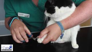 How to Clip Your Cats Nails | Cat only Vet Clinic Demonstrates