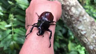 "Caring for Rhinoceros Beetles - A Special Friend in Your Garden"