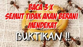 Baca 3 X semut tidak akan berani mendekat kemakan kita buktikan!