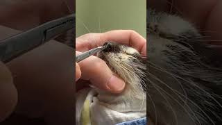 A Cat Sniffed a Cuterebra. Watch How It Is Being Removed Live on Camera #shorts #tiktok #animal