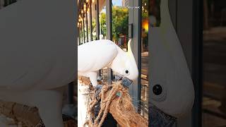 Biting a Rope ❤️ #parrot #shortvideo #trending