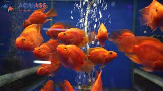 🐠Aquass - Цихлида Попугай красный (Cichlid parrot red)