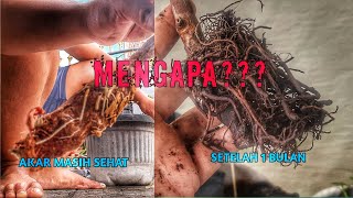 MENGAPA CANGKOK MAT1 & GAGAL PADAHAL AKAR LEBAT?? #grafting #fyp #jambu #okulasi #cangkok #how