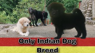 Bhotia dog puppies sold out all India delivery available gaddi puppy bhotiya dog Uttarakhand wale