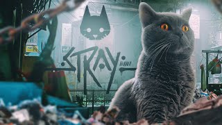 Словили мурашки - Stray PS5 #4