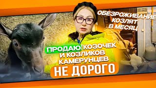 ОБЕЗРОЖИВАНИЕ КОЗЛЯТ В МЕСЯЦ. ПРОДАЮ КОЗЛИКОВ КАМЕРУНЦЕВ НЕ ДОРОГО.