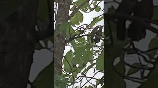 Couple Consoling After Rain #nature #rain #birds #couple #pair #nest #damage #console #plan #shorts