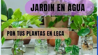 PLANTAS EN AGUA 💦 Y LECA#jardín #plantas#cuidados #25 de julio de 2024