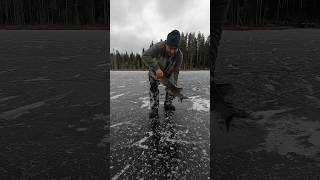 Крупная щучка #карелияжизнь #youtubeshorts #рыбалка #fishing #fish #зима #зимнийсезон