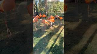 They’re gorgeous❤️ #beautiful #birds #trending #flamingo #cute #shorts #viral #video #youtubeshorts