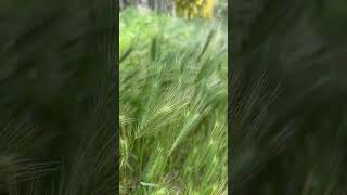 “Колоски» - медитация природы. Красота жизни в одном мгновении #meditation #natureshorts #nature