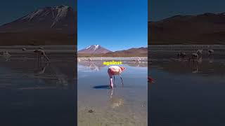 Salar de Uyuni: Bolivia's Mirror to the Sky! #travel #naturedocumentary #salardeuyuni #trivia