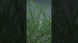 Light rain and birds. ASMR #SHORTS